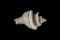 藏品(鳳冠花仙螺)的圖片